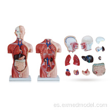 Modelo de anatomía de torso masculino